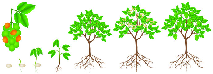Fototapeta premium Cycle of growth of melicoccus bijugatus spanish lime or ginepa, mamoncillo plant.