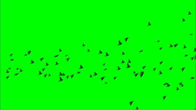 Flying group of birds motion graphics with green screen background