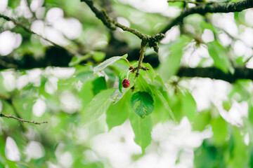 cherry on a green leaf