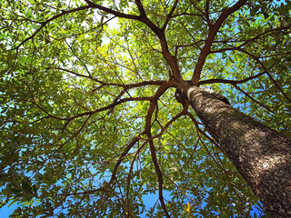 photo up to the tree top shot from below - Powered by Adobe