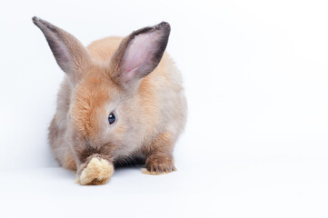 Obraz premium Cute little brown rabbit On a white background. The concept of mammals and Easter. isolated