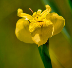 Fototapeta premium Iris des marais à Péronnas, France