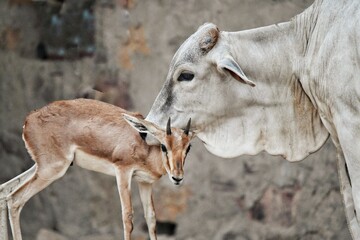animal love 