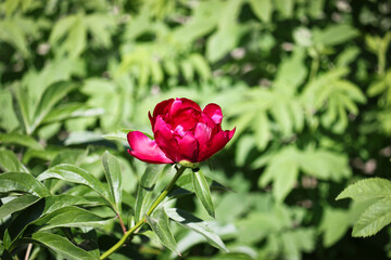 Luxurious bud of burgundy peony. Beautiful garden flowers. Close-up.