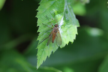 Schwarzfüßige Schnepfenfliege / Rhagio vitripennis