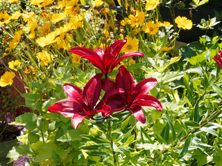 Lis ou lys asiatique aux somptueuses fleurs rouge foncé pourpre presque noir au feuillage...