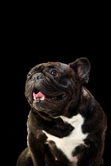 黒背景でのフレンチブルドッグのポートレート