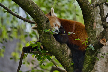 Panda roux dans les arbres