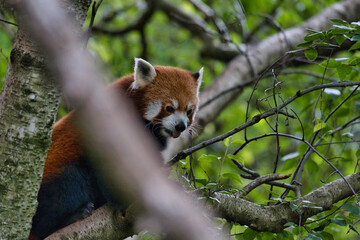 Obraz premium Panda roux dans les arbres
