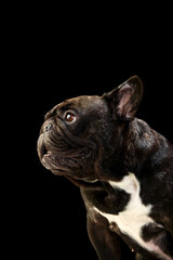 黒背景でのフレンチブルドッグのポートレート