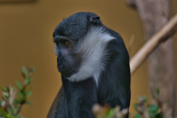 Singe