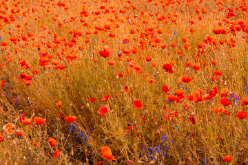 red poppies on the green plain in the sunlight