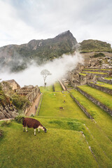 Peruvian llama in the Incan citadel Machu Picchu - Cuzco, Peru © Jersson Tello