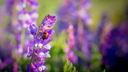 Ladybugs and bees pollinate lupine field