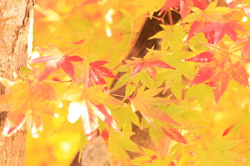 autumn leaves background