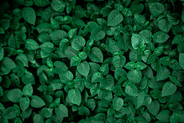 Dense dark green leaves in the garden. Emerald green leaf texture. Nature abstract background. Tropical forest. Above view of dark green leaves with natural pattern. Tropical plant wallpaper. Greenery
