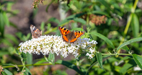 Fototapeta na wymiar Close up of two butterflies sitting on a white flower. The 
