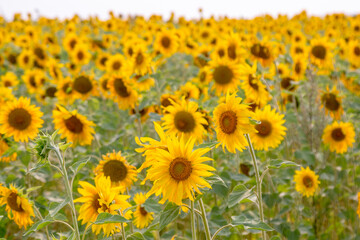 sunflowers in the field