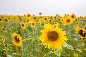 sunflowers in the field