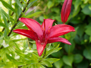 Lis ou lys asiatique aux somptueuses fleurs rouge foncé pourpre presque noir au feuillage linéaire et lancéolé le long de hautes tiges brunes