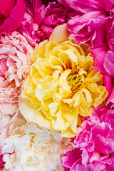 colorful peonies on pink background