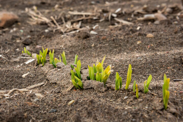 Young green corn growing on the field.