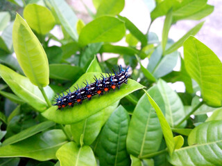 Black red caterpillar On the green leaves of the Ixora chinensis lamk.