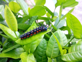 Black red caterpillar On the green leaves of the Ixora chinensis lamk.