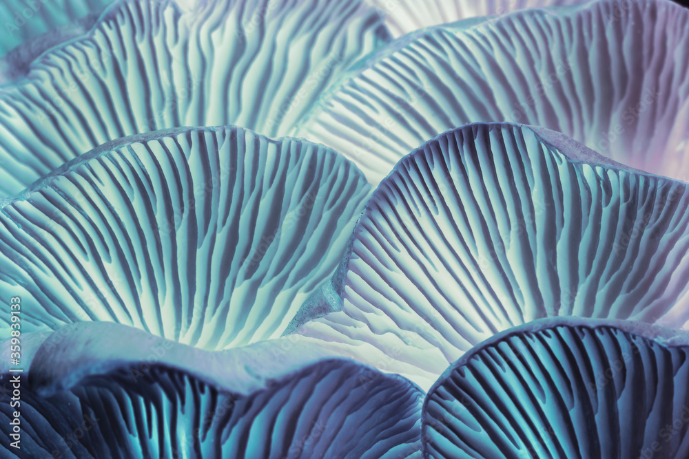 Aufkleber close up beautiful bunch mushrooms in neon ligh background pattern for design. macro photography vie