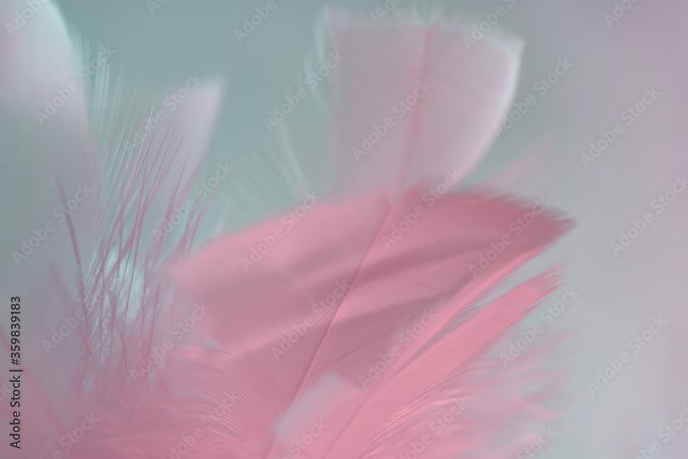 Poster Exotic texture feathers background close up. Pink  and aquamarine feathers pattern for your design. Macro photography view.