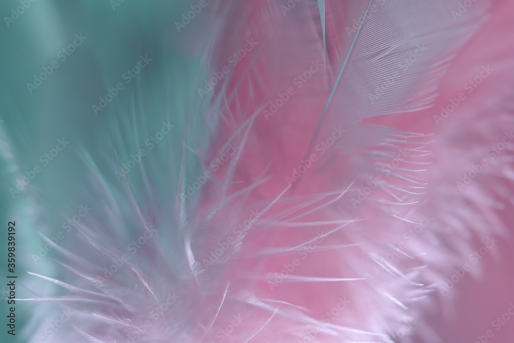 Poster Exotic texture feathers background close up. Soft feathers pattern for your design. Macro photography view.