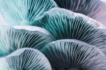 Close up beautiful bunch mushrooms in neon ligh background pattern for design. Macro Photography View.