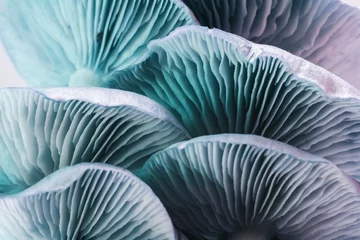 Poster de jardin Bleu Gros plan de beaux champignons en grappe dans un motif de fond néon ligh pour la conception. Vue Macro Photographie.