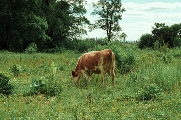 Nature. A white-brown cow grazes in the meadow. Among the bushes, trees and flowers, against the blue sky.