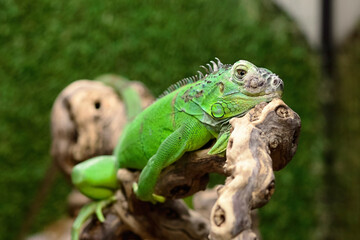 Green iguana on the wood with nature background