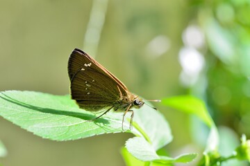 Butterfly larvae from the Taiwan ( Polytremis lubricans taiwana) Yellow Brown Butterfly. 