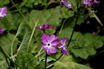 purple flowers in the garden