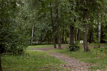 Fototapeta premium path in the woods