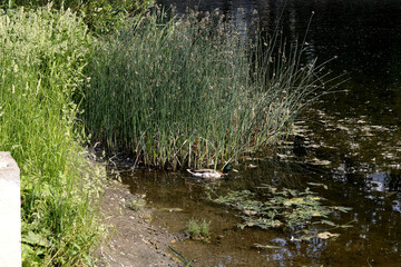 grass and water