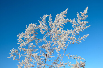 Frozen wormwood grass in winter sunny day with blue sky