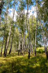 Birch trees in the forest