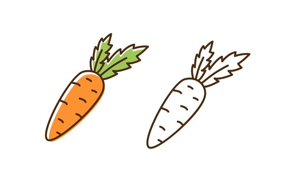 Illustration drawing of orange carrot vegetable Stock Vector Image & Art -  Alamy