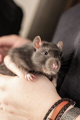 cute gray rat, fluffy pet sitting in hands close-up on a blurred background