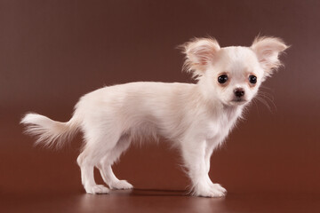 Puppy Chihuahua on a brown background.
