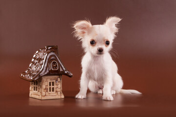 Chihuahua puppy on a brown background next to a ceramic house.