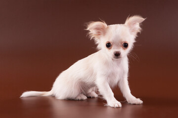 Puppy Chihuahua on a brown background.
