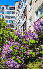 Fototapeta na wymiar Blooming lilac at the apartment building