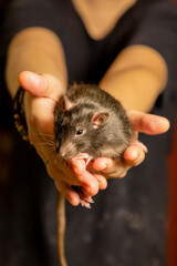 rat exotic pet gray with black eyes sits on outstretched arms