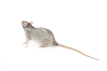 bright gray rat with a long tail on an isolated white background