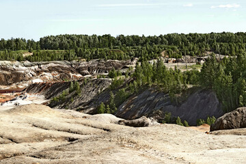 dead tree in the desert